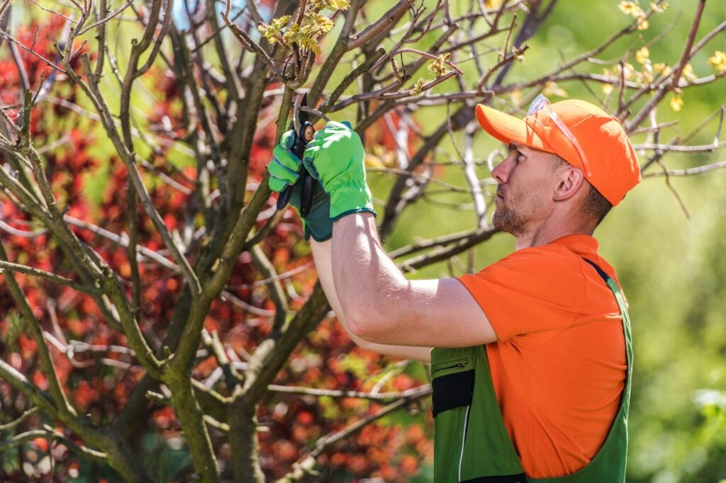 Removing Tree Branches